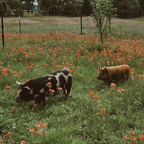 Welcome To My Closet π - Picture 4 of 5